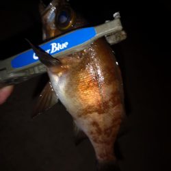 平日メバリング