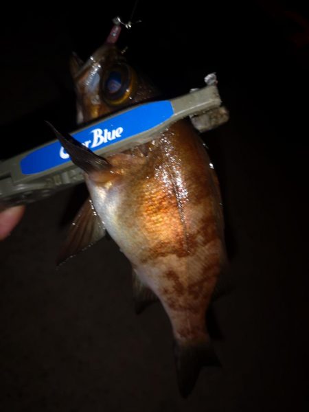 平日メバリング