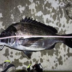 2023/05/31 南港ヘチ釣り釣行