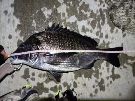 2023/05/31 南港ヘチ釣り釣行