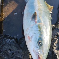 いいサイズが釣れました。