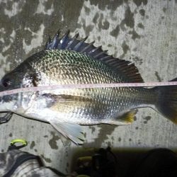 2023/06/04 南港ヘチ釣り釣行