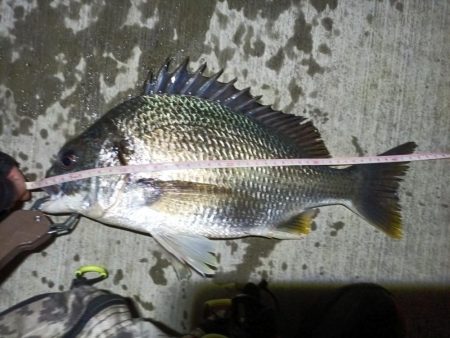 2023/06/04 南港ヘチ釣り釣行