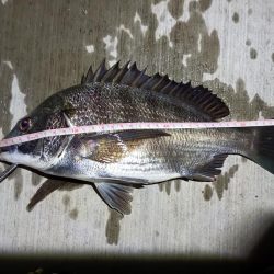 2023/06/05 南港ヘチ釣り釣行