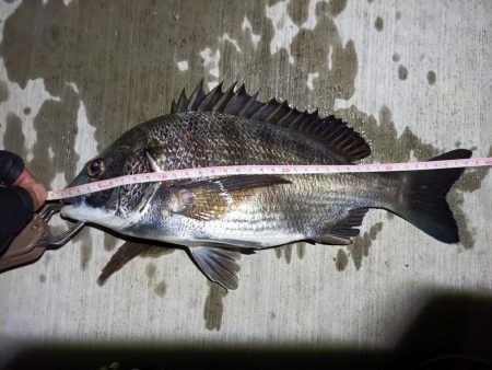 2023/06/05 南港ヘチ釣り釣行