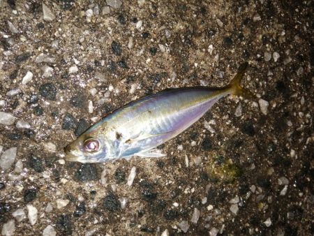 前回よりは良き