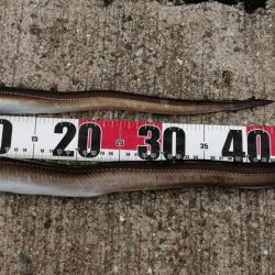 大雨の前にアナゴ！