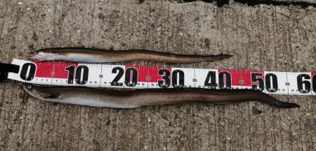 大雨の前にアナゴ！