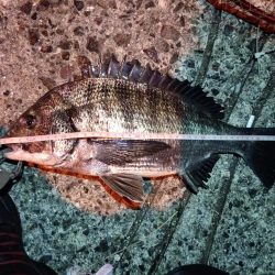 2023/06/09 南港ヘチ釣り釣行