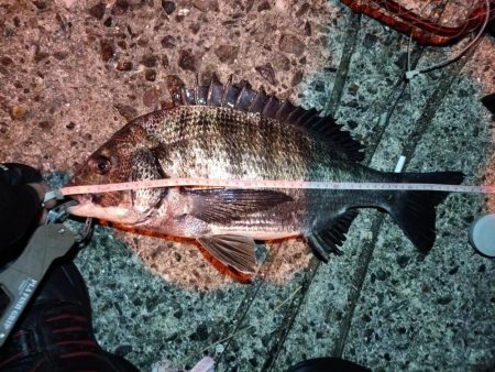 2023/06/09 南港ヘチ釣り釣行