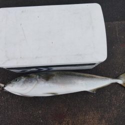 はじめて釣りました