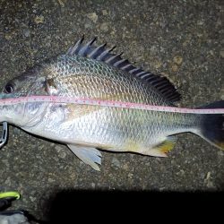 2023/06/11 南港ヘチ釣り釣行