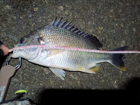 2023/06/11 南港ヘチ釣り釣行