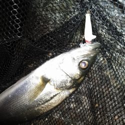 増水時はテトラ際狙いで