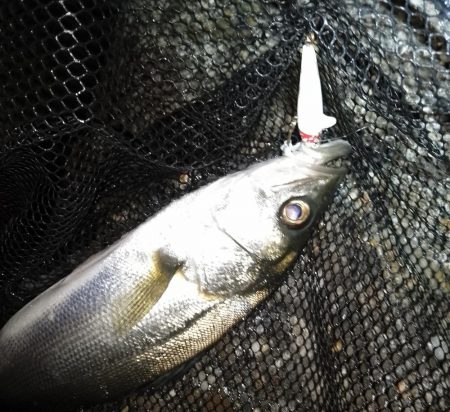 増水時はテトラ際狙いで