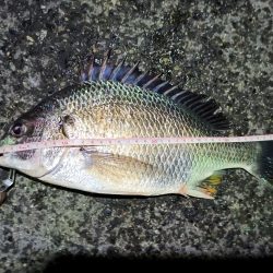 2023/06/12 南港ヘチ釣り釣行