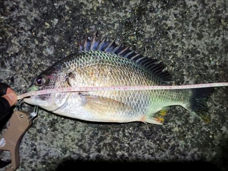 2023/06/12 南港ヘチ釣り釣行