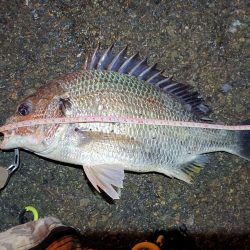 2023/06/13 南港ヘチ釣り釣行