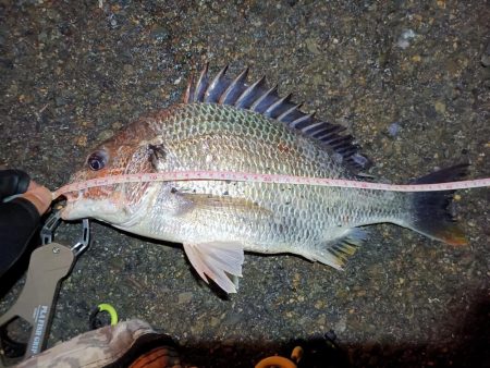 2023/06/13 南港ヘチ釣り釣行