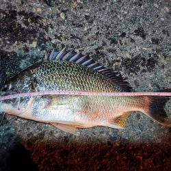 2023/06/16 南港ヘチ釣り釣行