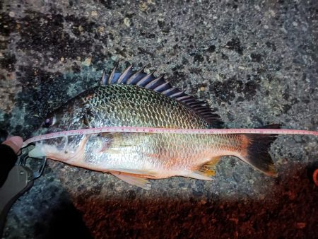 2023/06/16 南港ヘチ釣り釣行