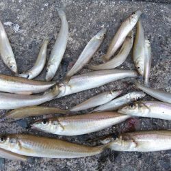 久しぶりの釣行