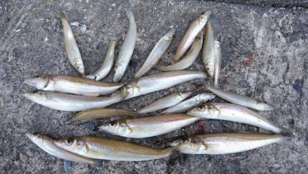 久しぶりの釣行