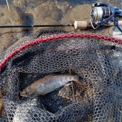 札幌市に流れている豊平川でヤマメが釣れる！！