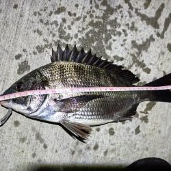 2023/06/19 南港ヘチ釣り釣行