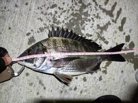 2023/06/19 南港ヘチ釣り釣行