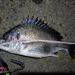 2023/06/20 南港ライトゲーム釣行