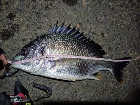 2023/06/20 南港ライトゲーム釣行…