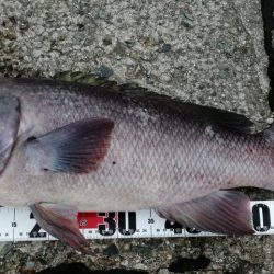 爆風の前にコブダイ！