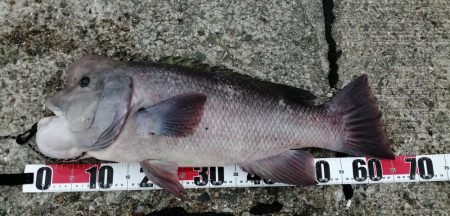 爆風の前にコブダイ！