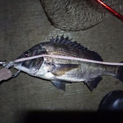 2023/06/22 南港ヘチ釣り釣行