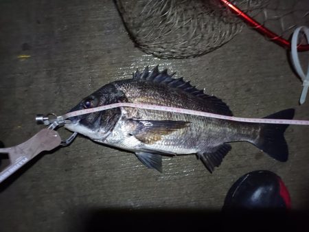 2023/06/22 南港ヘチ釣り釣行