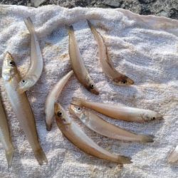 播磨新島のキス釣査