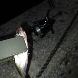 豆でも嬉しい釣果です