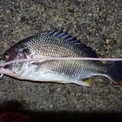 2023/06/23 南港ヘチ釣り釣行