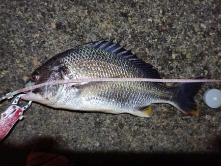 2023/06/23 南港ヘチ釣り釣行