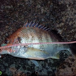 2023/06/25 南港ヘチ釣り釣行