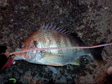 2023/06/25 南港ヘチ釣り釣行