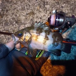 2023/06/26 南港ライトゲーム釣行