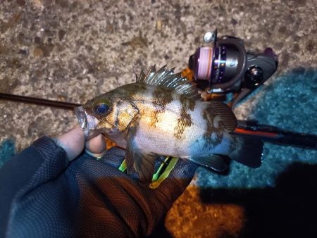 2023/06/26 南港ライトゲーム釣行