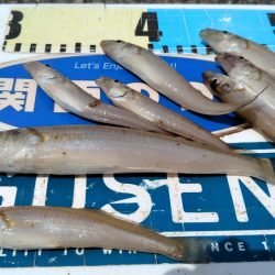 昼まで３時間のキス調査