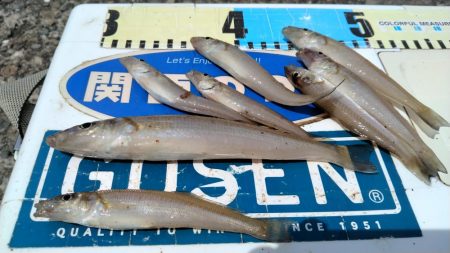 昼まで３時間のキス調査