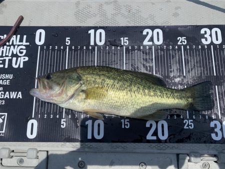 土曜日、遠賀川下流へ。