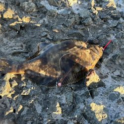 小樽港南防波堤でカレイ!!