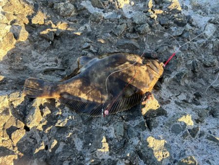 小樽港南防波堤でカレイ！！
