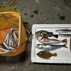 小樽港での投げ釣りとサビキ釣り!!!